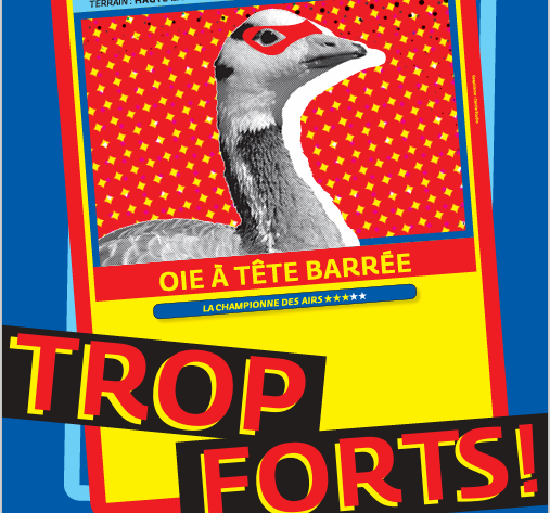 Affiche de l'exposition "trop forts!" du musée des Confluences. Le fond est bleu foncé. En haut, en jaune, est écrit "exposition 8-12 ans ; 19 février 2025/18 octobre 2026". Deux rectangle, qui figurent des cartes superposées, prennent la majeure partie de l'image. Celle qui est en dessous de l'autre a des couleurs plutôt froides (bleu clair et bleu foncé). Celle qui la surmonte est principalement rouge et jaune. A l'intérieur, dans un encadré rouge à petites étincelles jaunes, se trouve la photo du haut du corps d'une oie, en noir et blanc. On a rajouté un contour blanc à la partie droite de la photo, et un petit masque rouge autour des yeux de l'oie. Une légende indique "Oie à tête barrée, la championne des airs" ; et en haut de la photo se trouvent des statistiques. Dans deux cadres noirs, placés par dessus le bas de la carte, le titre de l'exposition : "Trop forts!". En bas à gauche, en petit et en jaune, le logo "Métropole du Grand Lyon". Et enfin, en bas à droite, toujours en jaune mais un peu plus gros, un logo indique "10 ans musée des Confluences".