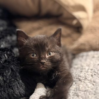 Photographie d'une petite chatonne au pelage brun qui s'appelle Athena, posée sur ce qui semble être un plaid. Le focus se fait sur sa tête, elle a le regard sur l'objectif. On ne voit pas ses pattes arrières, uniquement ses pattes avant. Elle a été sauvée par les Petites Pattes de Bourgoin-Jallieu, avant d'être adoptée.
